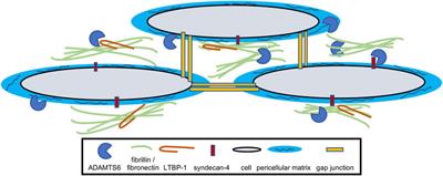 ADAMTS6: Emerging roles in cardiovascular, musculoskeletal and cancer biology